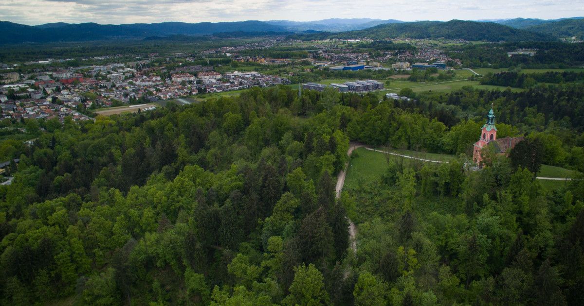 Sanitarna sečnja zaradi podlubnikov v Tivoliju, Rožniku in na Šišenskem hribu