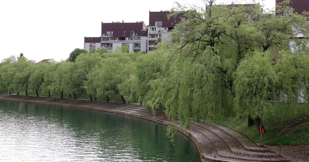 Ljubljana išče drevo in drevored leta 2026