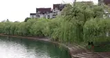 Ljubljana išče drevo in drevored leta 2026