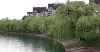 Ljubljana išče drevo in drevored leta 2026