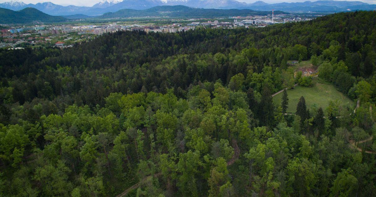 Mestna občina Ljubljana poseka dreves v Mostecu in Podutiku