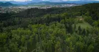 Na Golovcu zaradi novega kolesarskega poligona odstranjujejo nevarna drevesa